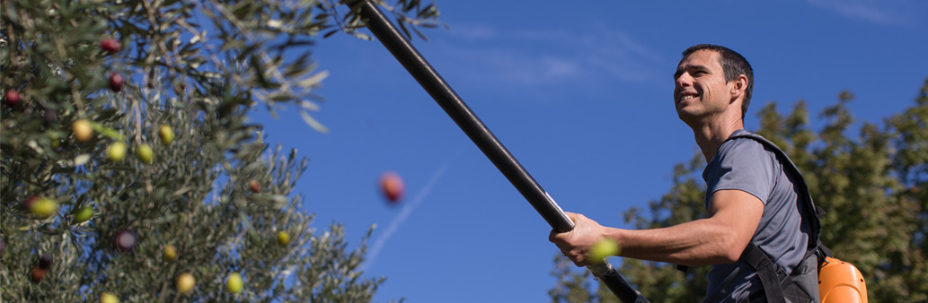Laurent récolte les olives.