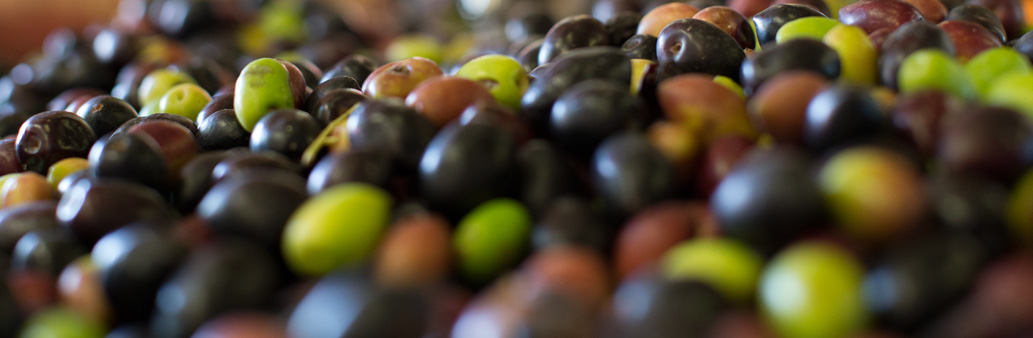 Les olives avant pression.